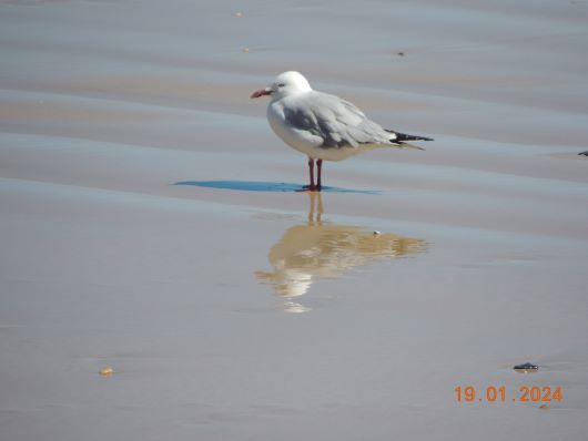 Seagul Low Head